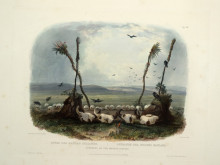 Репродукция картины "offering of the mandan indians, plate 14 from volume 1 of &#39;travels in the interior of north america&#39;" художника "бодмер карл"