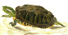 Копия картины "painting of trachemys scripta elegans (wied)" художника "бодмер карл"