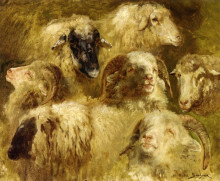 Репродукция картины "heads of ewes and rams" художника "бонёр роза"