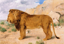 Репродукция картины "study of a lion" художника "бонёр роза"