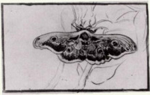 Репродукция картины "death&#39;s head moth" художника "ван гог винсент"