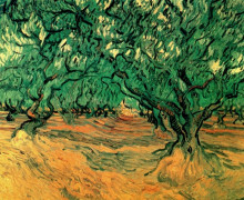 Копия картины "olive trees" художника "ван гог винсент"