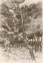 Репродукция картины "pine trees in the garden of the asylum" художника "ван гог винсент"