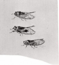 Копия картины "three cicadas" художника "ван гог винсент"