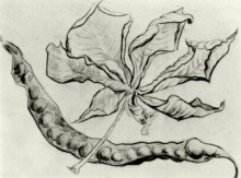 Картина "dead leaf and pod" художника "ван гог винсент"