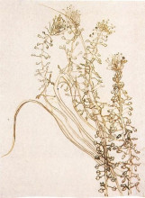 Репродукция картины "blossoming branches" художника "ван гог винсент"
