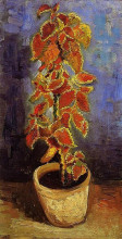 Репродукция картины "coleus plant in a flowerpot" художника "ван гог винсент"