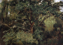 Картина "akhtyrsky oak" художника "васнецов виктор"