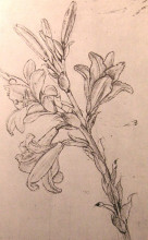 Репродукция картины "drawing of lilies, for an annunciation" художника "да винчи леонардо"