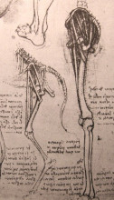 Картина "drawing of the comparative anatomy of the legs of a man and a dog" художника "да винчи леонардо"