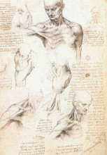 Картина "anatomical studies of a male shoulder" художника "да винчи леонардо"