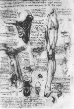 Копия картины "anatomical studies (larynx and leg)" художника "да винчи леонардо"