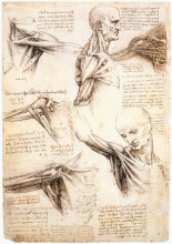 Копия картины "anatomical studies of the shoulder" художника "да винчи леонардо"