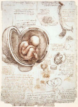 Копия картины "studies of the foetus in the womb" художника "да винчи леонардо"