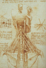 Репродукция картины "anatomy of the neck" художника "да винчи леонардо"
