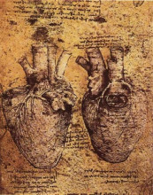 Репродукция картины "heart and its blood vessels" художника "да винчи леонардо"