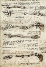 Репродукция картины "studies of the arm showing the movements made by the biceps" художника "да винчи леонардо"