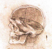 Репродукция картины "view of a skull" художника "да винчи леонардо"