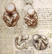 Картина "views of a foetus in the womb.jpg" художника "да винчи леонардо"
