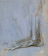 Репродукция картины "the anatomy of a foot" художника "да винчи леонардо"