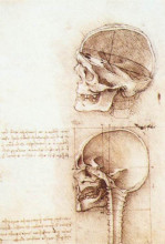 Репродукция картины "studies of human skull" художника "да винчи леонардо"
