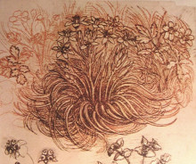 Репродукция картины "drawing of a botanical study" художника "да винчи леонардо"