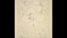 Копия картины "leaves and flowers from nature ornament no. 5. leaves of the vine, hollyoak, turkey oak and laburnum, full size" художника "джонс оуэн"