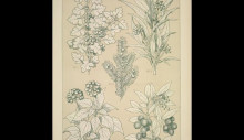Картина "leaves and flowers from nature ornament no. 7. hawthorne, yew, ivy and strawberry-tree" художника "джонс оуэн"