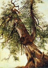 Репродукция картины "study of a cedar" художника "джонсон дэвид"