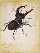 Картина "жук-олень" художника "дюрер альбрехт"