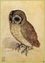 Картина "маленькая сова" художника "дюрер альбрехт"