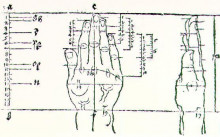 Репродукция картины "рука" художника "дюрер альбрехт"