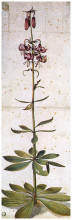 Картина "лилия царские кудри" художника "дюрер альбрехт"
