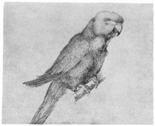 Копия картины "попугай" художника "дюрер альбрехт"