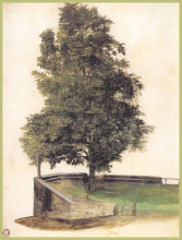 Копия картины "магнолия на кантилевере бастиона" художника "дюрер альбрехт"