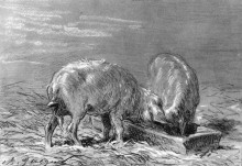 Картина "two pigs eating from a trough" художника "жак шарль эмиль"
