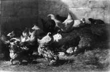 Копия картины "chickens" художника "жак шарль эмиль"