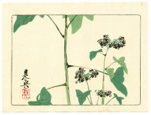 Репродукция картины "flowering plant - hana kurabe" художника "зешин шибата"
