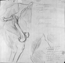 Копия картины "anatomical drawing" художника "икинс томас"