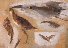Картина "studies of game birds, probably viginia rails" художника "икинс томас"
