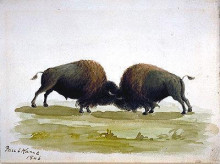 Картина "buffalo bulls fighting" художника "кейн пол"
