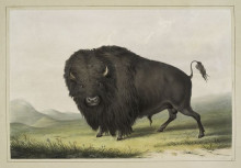 Репродукция картины "buffalo bull grazing" художника "кетлин джордж"