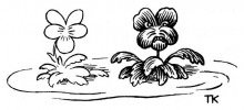 Репродукция картины "daisies" художника "киттельсен теодор"