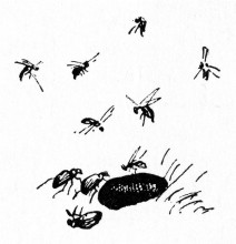Картина "insects" художника "киттельсен теодор"