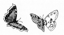 Копия картины "sommerfugler" художника "киттельсен теодор"