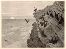 Копия картины "cormorant" художника "киттельсен теодор"