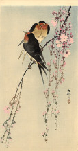 Репродукция картины "two barn swallows on blossoming cherry" художника "косон охара"