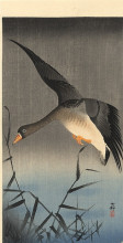 Репродукция картины "white-fronted goose descending over reeds" художника "косон охара"