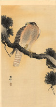 Копия картины "falcon on a branch" художника "косон охара"