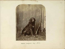 Репродукция картины "wilfred dodgson&#39;s dog dido" художника "кэрролл льюис"
